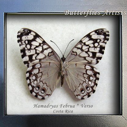Hamadryas Februa Grey Cracker Real Butterfly Framed Entomology Shadowbox