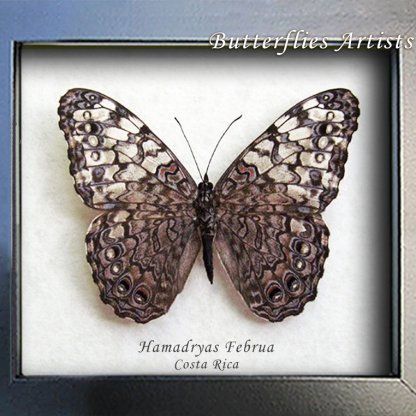Hamadryas Februa Grey Cracker Real Butterfly Framed Entomology Shadowbox