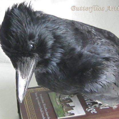 Handcrafted Wise Raven Gothic Taxidermy Decor - Nature-Inspired Piece for Home & Office Zoology