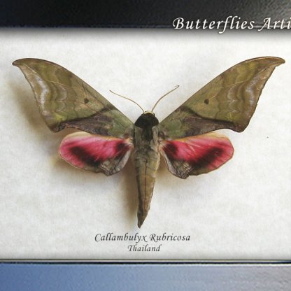 Hawkmoth Callambulyx Rubricosa Rare Green-pink Sphinx Framed Entomology Shadowbox
