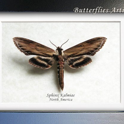 Hawkmoth Laurel Sphinx Kalmiae Real Moth Framed Entomology Shadowbox