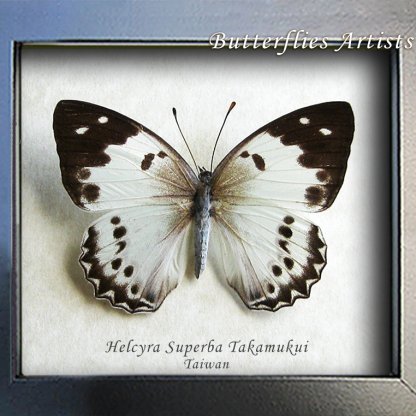 Helcyra Superba Takamukui Female Rare White Butterfly Framed Entomology Shadowbox