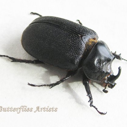 Heterogomphus Ulysses Rare Real Rhinoceros Beetle Framed Entomology Shadowbox