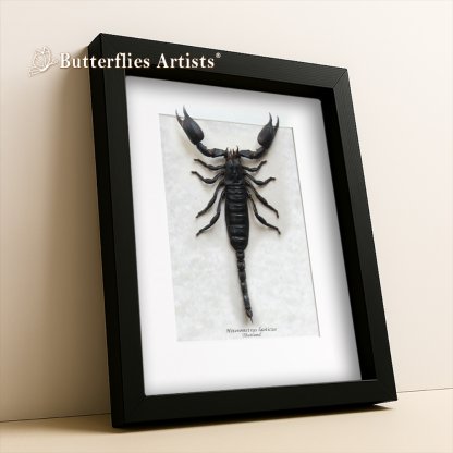 • Heterometrus Laoticus Giant Forest Scorpion Framed Entomology Shadowbox Display
