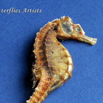 Hippocampus Erectus Real Seahorse Skeleton Framed Taxidermy Shadowbox