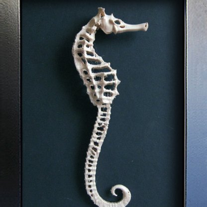 Hippocampus Erectus Realistic Replica Seahorse Framed Marine Decorative Taxidermy-Style Shadowbox