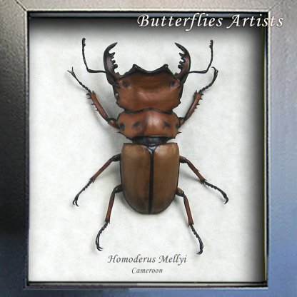 Homoderus Mellyi African Stag Beetle Framed Entomology Collectible Shadowbox