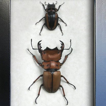 Homoderus Mellyi Pair Real African Stag Beetles Framed Entomology Shadowbox