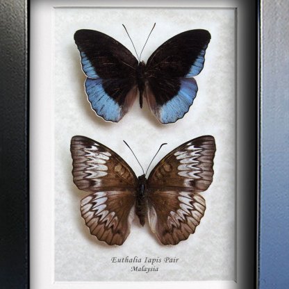 Horsfield's Baron Euthalia Iapis Pair Rare Butterflies Entomology Collectible Shadowbox