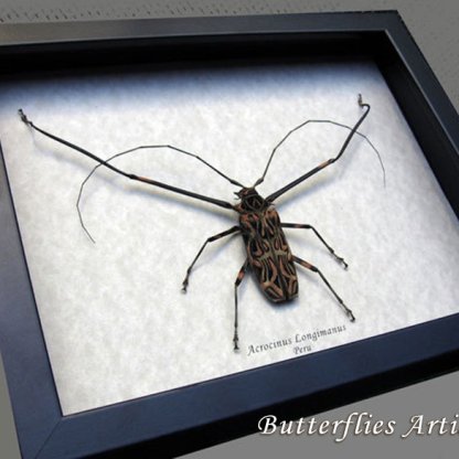 Huge Harlequin Acrocinus Longimanus XL Real Beetle Framed Entomology Shadowbox