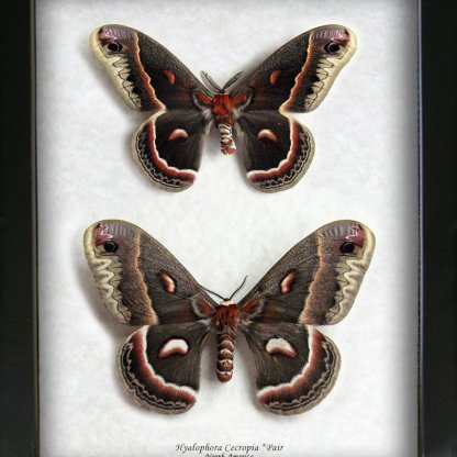 Hyalophora Cecropia PAIR Silk Robin Moths Framed Entomology Collectible Shadowbox