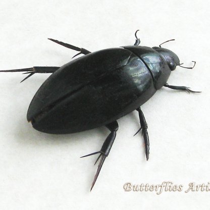 Hydrophilus Triangularis Giant Black Water Beetle Framed Entomology Shadowbox