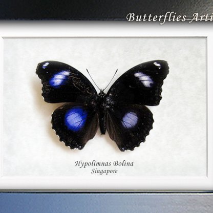 Hypolimnas Bolina Great Eggfly Blue Moon Real Butterfly Framed Entomology Shadowbox