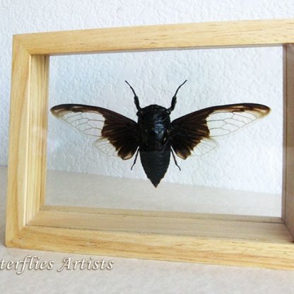 Batwing Cicada Cryptotympana Aquila Entomology Collectible Double Glass Display