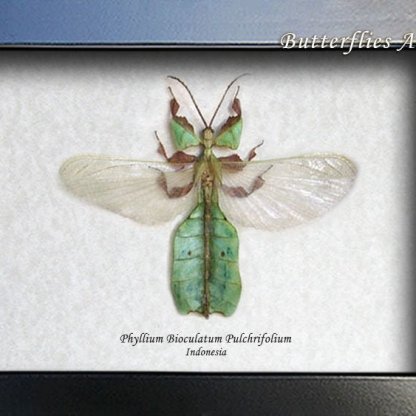 Phyllium Bioculatum RARE Real Flying Leaf Mimic Entomology Collectible Shadowbox