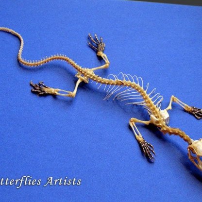 Real Varanus Skeleton Dragon Papuan Savanna Monitor Framed Taxidermy Shadowbox