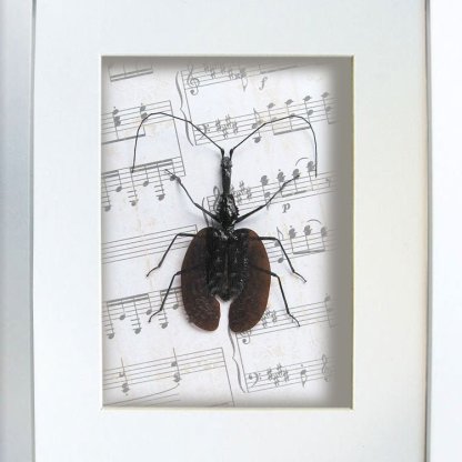 Playing Violin Real Beetle Vintage Music Paper Framed In Museum Quality Display