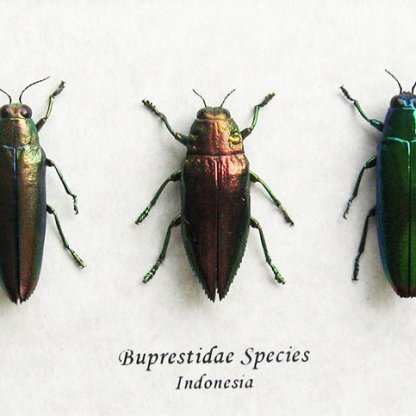 Buprestidae Trio Metallic Jewel Real Beetles Entomology Collectible Shadowbox