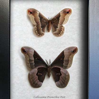 Callosamia Promethea Pair Real Silk Moths Framed Entomology Collectible Shadowbox