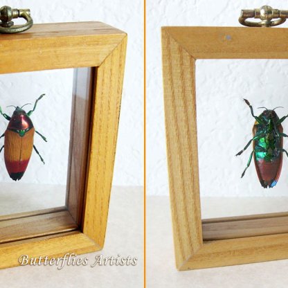 Real Beetle Metaxymorpha Apicalis Entomology Collectible Double Glass Display