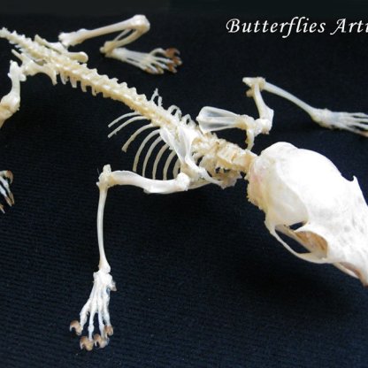 Callosciurus Notatus Plantain Squirrel Skeleton Taxidermy Museum Quality Display