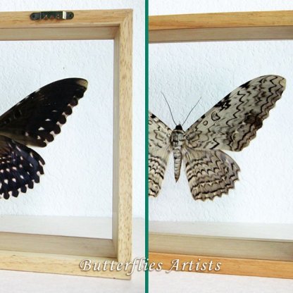 White Witch Thysania Agrippina RARE Giant Moth Entomology Double Glass Display