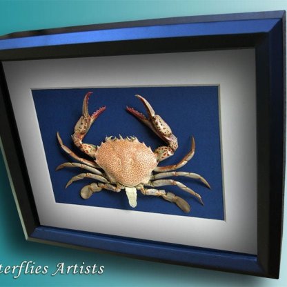 Callinectes Sapidus Real Chesapeake Blue Crab Taxidermy Collectible In Display