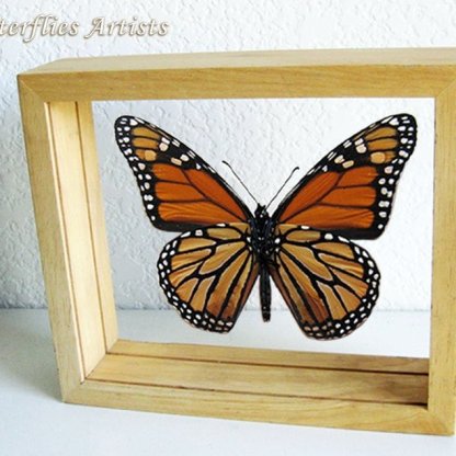 Real Monarch Butterfly Danaus Plexippus Entomology Collectible Double Glass Display