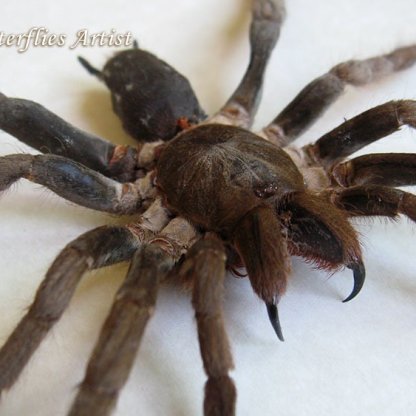 Hysterocrates Gigas African Tarantula Rusty Red Baboon Real Spider Shadowbox