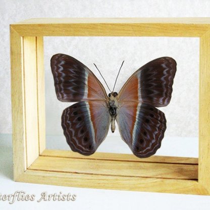Real Butterfly Cirrochroa Regina RARE Entomology Collectible Double Glass Display