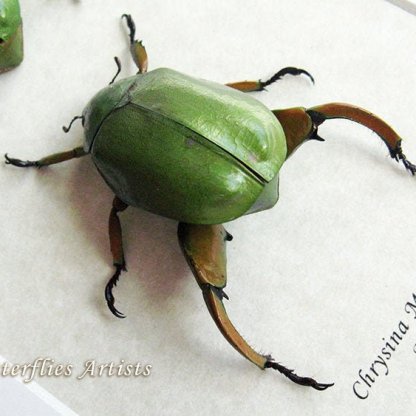 Chrysina Macropus PAIR Frog Legs Scarabs Beetles Entomology Collectible Display