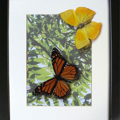 Summer Gift Monarch Danaus Phoenicia Real Butterflies Collectible In Shadowbox