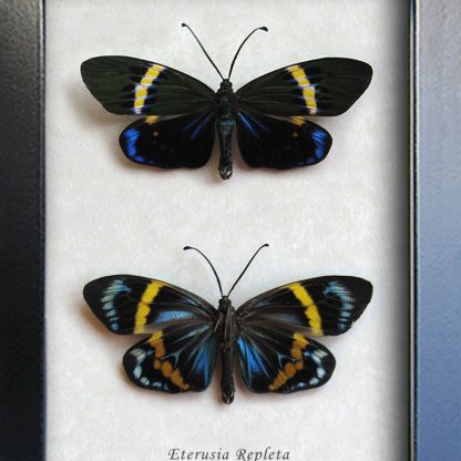 Eterusia Repleta Real Metallic Day Flying Moths Set Entomology Collectible Shadowbox