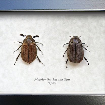 Melolontha Incana PAIR Real Scarab Beetles Entomology Collectible Shadowbox
