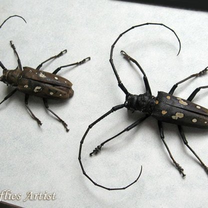 Batocera Celebica PAIR Long Horn Real Beetles Entomology Collectible Shadowbox