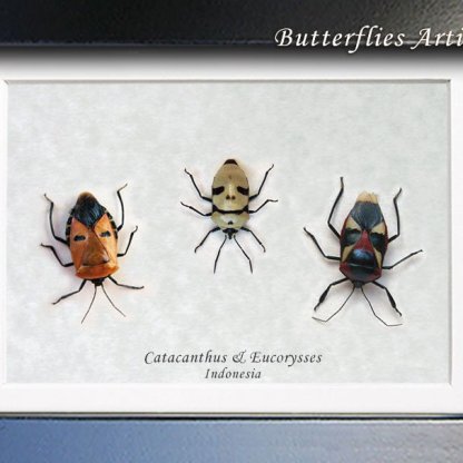 Trio Man Face Catacanthus Eucorysses Real Bugs Entomology Collectible Shadowbox