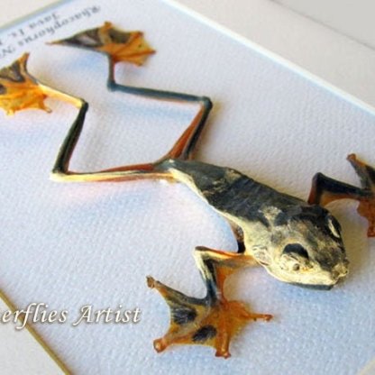 Flying Frog Rhacophorus Reinwardtii Real Framed Taxidermy Collectible Shadowbox