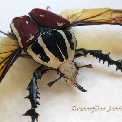 Mecynorhina Ugandensis Giant African Beetle Entomology Double Glass Display