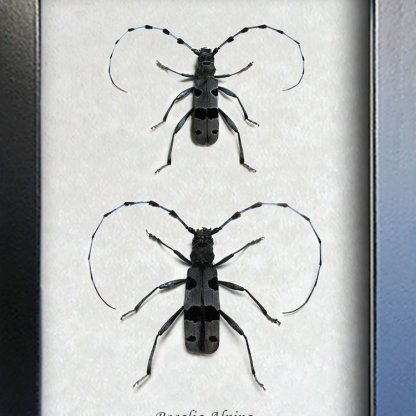 Rosalia Alpina Alpine Longhorn Pair RARE Antennae Beetles Entomology Shadowbox