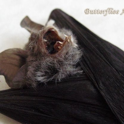 Rhinolophus Affinis Real Vampire Horseshoe Bat Resting Taxidermy Museum Quality