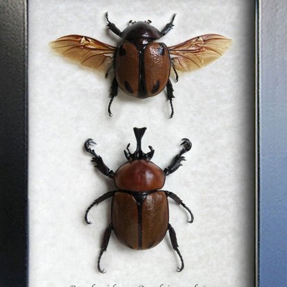 Brachysiderus Quadrimaculatus PAIR RARE Framed Entomology Collectible Shadowbox