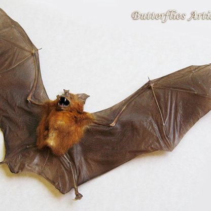 Hipposideros Bicolor Gothic Vampire Bat Real Framed Taxidermy Museum Shadowbox
