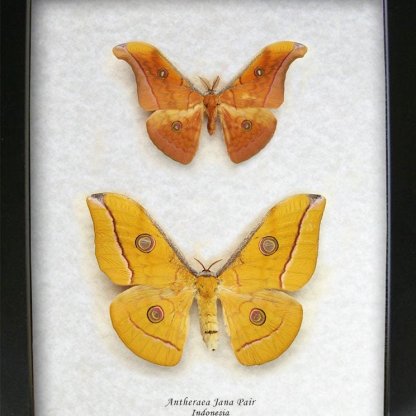 Antheraea Jana PAIR Real Silk Moths Entomology Collectible Framed In Shadowbox