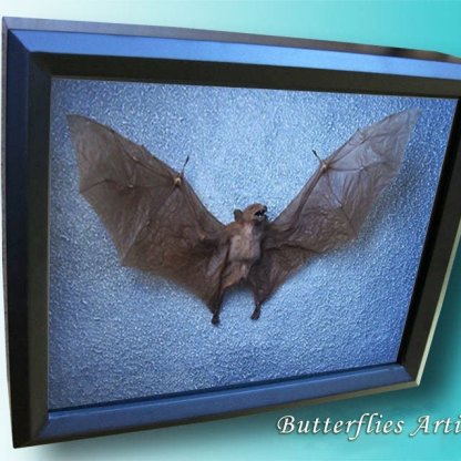 Wolf Faced Eonycteris Spelaea Real Bat Taxidermy Museum Quality Framed Display
