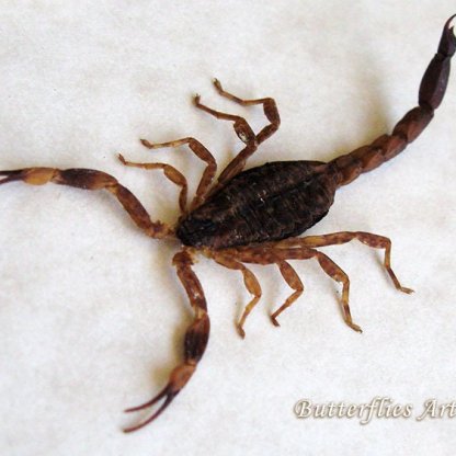 Mesobuthus Martensii Real Golden Chinese Scorpion Entomology Collectible Display