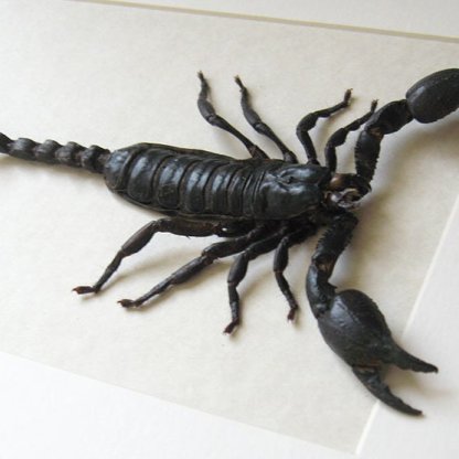Zodiac Gift Heterometrus Laoticus Real Giant Black Scorpion Entomology Shadowbox