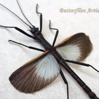Walking Stick Orthomeria Versicolor Real Insect Entomology Collectible Shadowbox