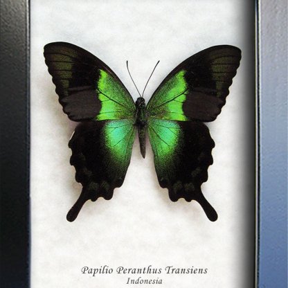 Papilio Peranthus Metallic Green Swallowtail Peacock Real 