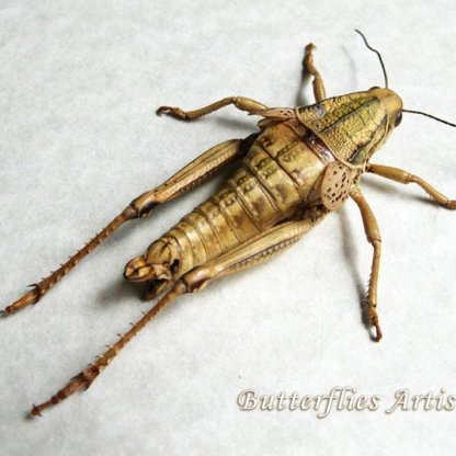 Brachystola Magna RARE Plains Lubber Real Grasshopper Framed Entomology Shadowbox
