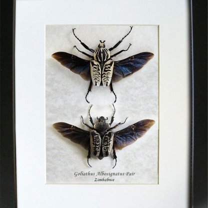 Real Beetles Goliathus Albosignatus PAIR Framed Entomology Collectible Shadowbox